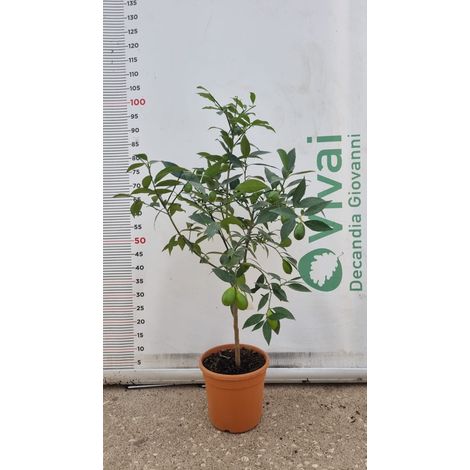 Pianta di LEMONQUAT  in vaso 20 cm (foto reali) altezza cm 70/80 CM