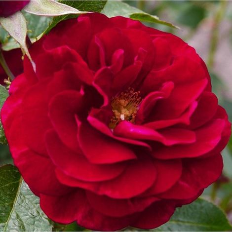 2 x Rosa - Rosier Kordes - Rosa 'Bordeaux'® (1/5)