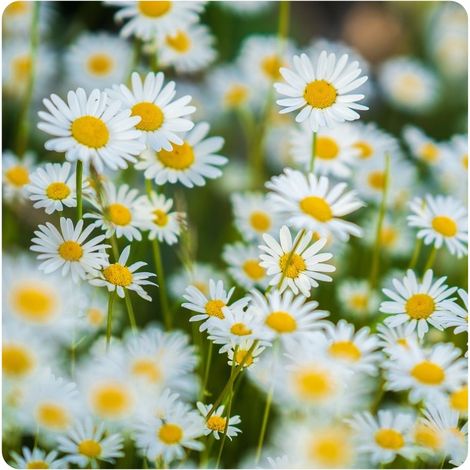 ARPON MEADOW DAISY WHITE 2G