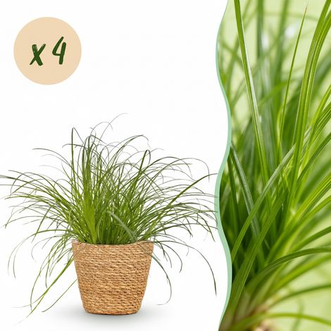 Cyperus alternifolius Zumula Plante à Chats Intérieur Amicale Animaux Lot de 4 avec Panier 20 cm - PANGIVO (1/5)