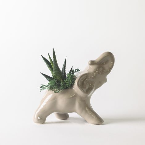 Pianta grassa succulenta in vaso ceramica artigianale Elefante - Beige