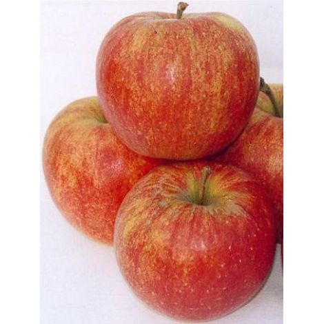 Pommier 'Jonagold' Pot de 7,5L/10L, Palmette simple U (1/4)