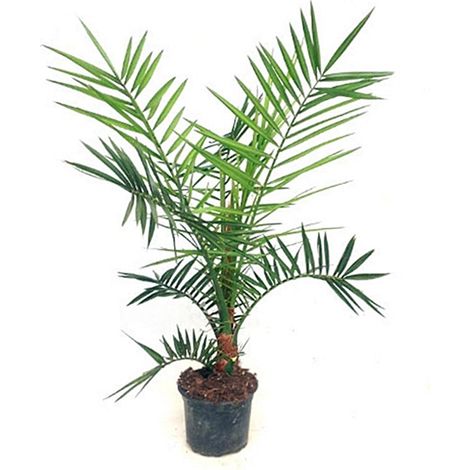 Planta Natural Palmera Canaria Phoenix Canariensis. en Maceta M15