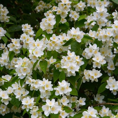 Pépinières Naudet – Seringat commun arbuste 1-2m – Fleurs blanches parfumées – Exposition soleil – Rusticité jusqu'à -15°C – Feuillage caduc