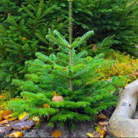 Pépinières Naudet – Sapin de Nordmann naturel 13/25cm – Feuillage persistant – Résistance aux climats froids – Entretien minimal pour aménagements extérieurs (1/4)
