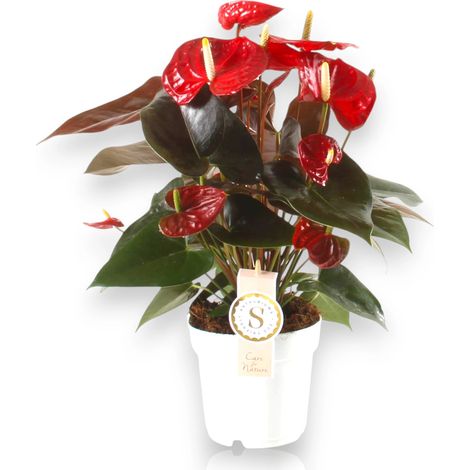 Gardenaria Anthurium andreanum 'Coral Champion' - Pianta da interno ornamentale - Altezza: 50 cm (vaso 14) (1/5)