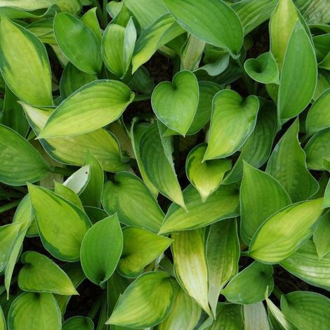 Hosta Gold Standard/Godet