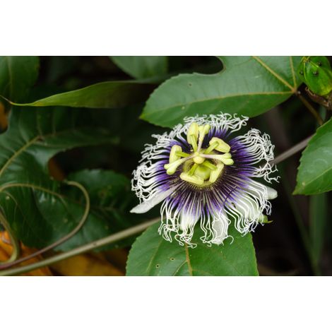 Passiflora Edulis Maracuja pianta rampicante in vaso ø9 cm