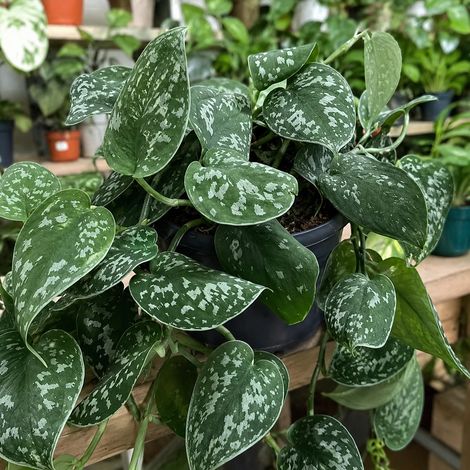 Gardenaria Scindapsus pictus 'Argyraeus' - Pianta da interno ornamentale - Altezza: 30 cm (vaso 23) (1/3)