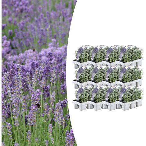 Lavande Vraie Lavandula Angustifolia Lot de 72 Plantes Parfumées Violettes Ø7 cm H15 cm - PANGIVO (1/5)