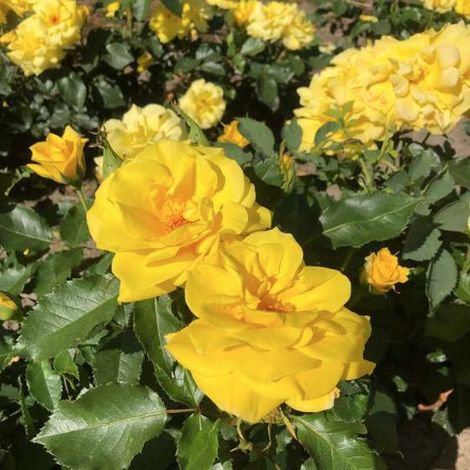 ROSA 'CLIMBING FRIESIA' - Rosier grimpant en pot