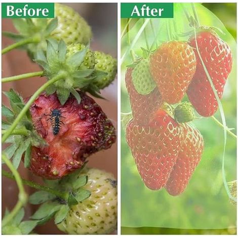 Sachet De Protection Pour Fruits - Organza Avec Cordon De Serrage - Pour Raisin Tomates Pêches Et Autres Fruits - 100 Pièces (1/5)