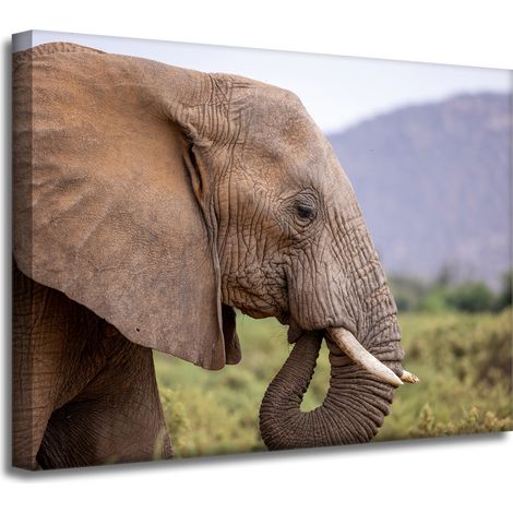 Impression sur toile Animaux Éléphant gros plan 40x30 cm