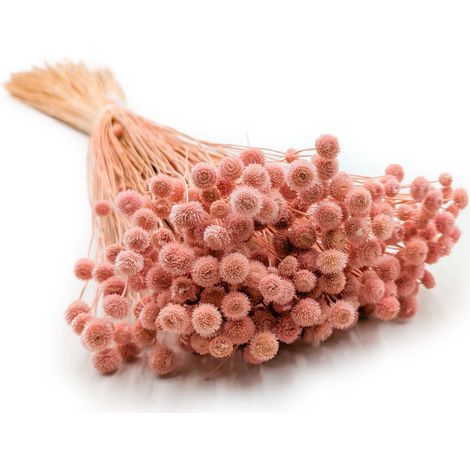 Botao Amarelino - (Amarelinho) - rosa (1/5)