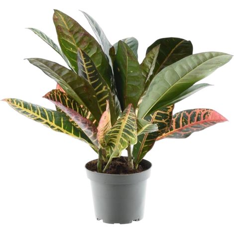 Croton Petra Codiaeum variegatum Plante Verte d'Intérieur Décorative Hauteur 30 cm Pot ø12 cm - PANGIVO (1/4)
