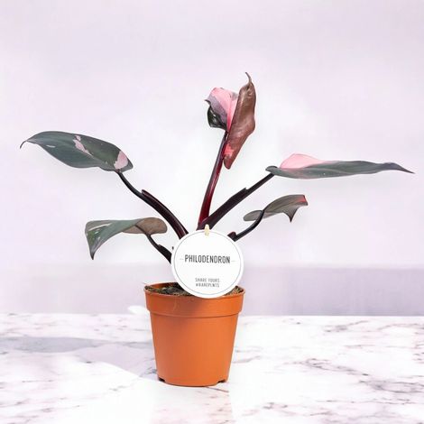 Gardenaria Philodendron 'Burgundy Prince' - Pianta da interno ornamentale - Altezza: 25 cm (vaso 12) (1/5)