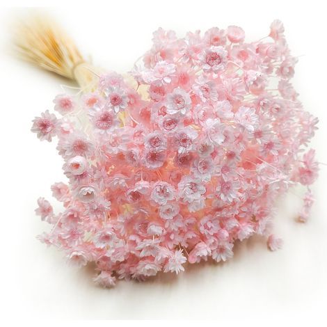 Getrocknete Glixia (Glycine comanthera) – Hellrosa (1/5)