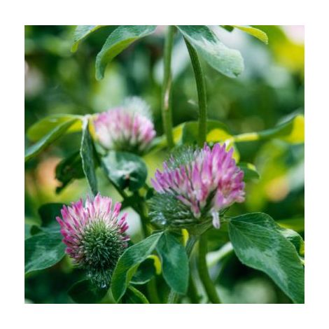 TREFLE VIOLET DIPER OU SALINO - 1 KG - GRAINES FOURRAGERES