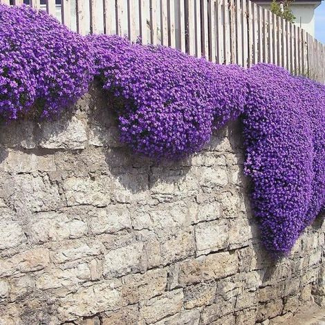 Thym Rampant Rouge – Couvre-Sol Résistant – Jardin