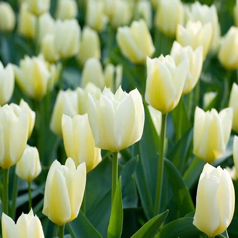 bulbi di TULIPANI PURISSIMA 11/12