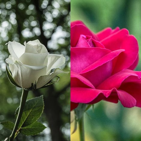 Rosier arbustif Duo Acapela® & Annapurna®/Pot de 7,5L - 40/60 cm