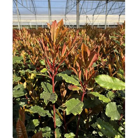 Gardenaria Photinia serratifolia 'Crunchy' - Arbusto ornamentale da giardino - Altezza: 30/40 cm (vaso19) (1/5)
