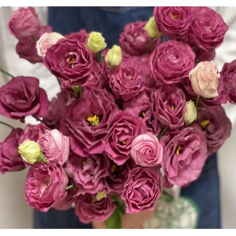 2500 graines de lisianthus rouge carmin - Floraison originale et colorée, facile à cultiver, idéal pour jardin et pots décoratifs (1/5)