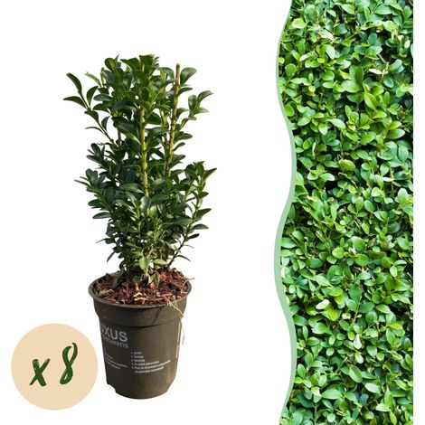 Buxus sempervirens - Lot de 8 Buis Communs pour Haie Persistante - Feuillage Vert - Pot 9 cm 20-25 cm - PANGIVO (1/5)