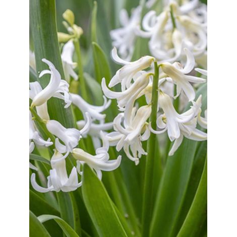 Jacinthe 'Multiflora White' Bulbe calibre I (par 3) (1/2)