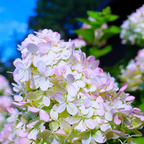 Pépinières Naudet – Hortensia Paniculé 'Grandiflora' – Arbuste caduc – Hauteur à maturité 2-3m – Floraison estivale bicolore – Exposition ensoleillée à mi-ombre