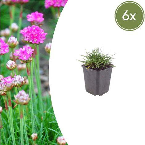 Lot de 6 Armeria maritima 'Splendens' Gazon d'Espagne Fleurs Roses pour Rocaille et Bordure Ø9cm - PANGIVO (1/5)