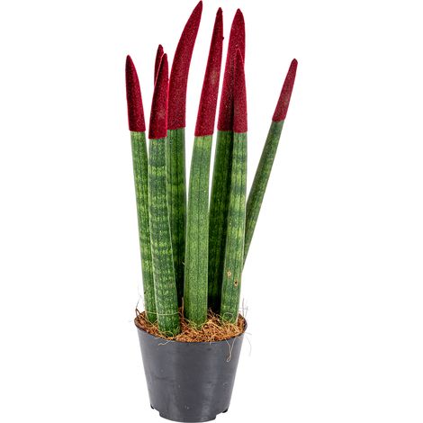 Plante d'intérieur Sansevieria Velvet Touch – Dépolluante – Facile à entretenir – Hauteur 35 cm avec pot 9 cm – Lumière indirecte recommandée