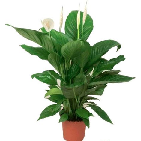 Planta Espatifilo Spathiphyllum. 50 - 60 Cm. Purificador del Aire en el Hogar