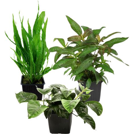 Mutterpflanzen Set mit 3 Tropica XL Topf Pflanzen Aquariumpflanzenset Nr.123