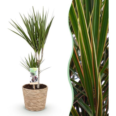 Dracaena Marginata - Plante d'Intérieur Arbre à Dragon avec Panier - Vert - 70-80 cm - Pot 17 cm - PANGIVO (1/5)