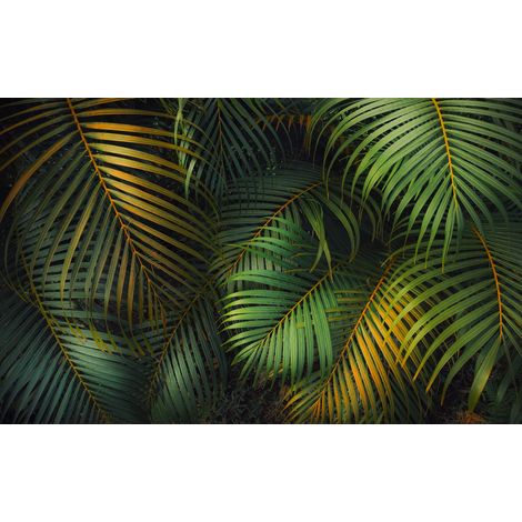 Papier peint panoramique méditerranéen,naturel Fougère d’Amazonie (1/4)