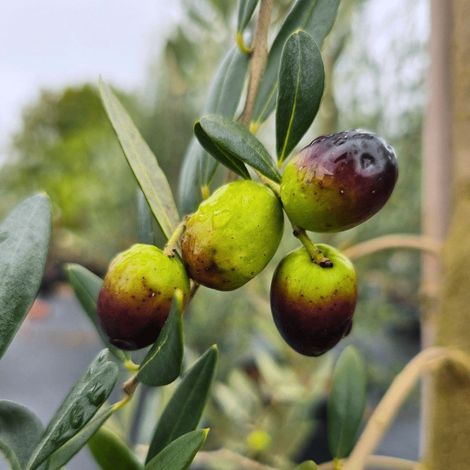 PIANTA DI ULIVO PICUAL in vaso 20/fitocella - età 2/3 anni (foto reali)
