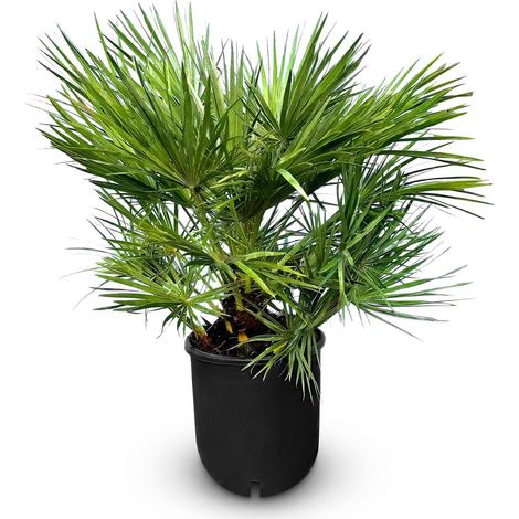 Chamaerops Humilis Palmier nain européen, à feuilles