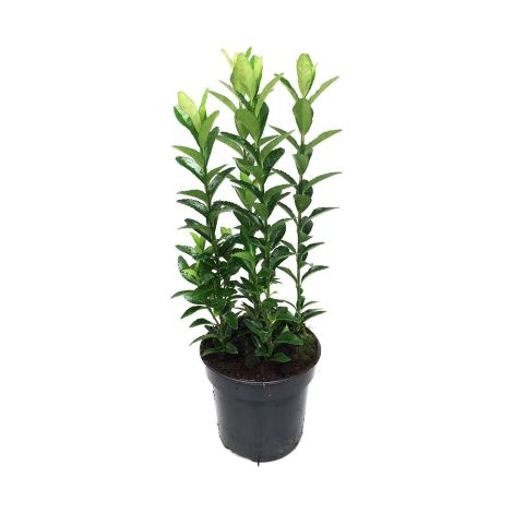 Evonimo "Euonymus japonicus Microphyllus" pianta da siepe sempreverde in vaso ø9 cm