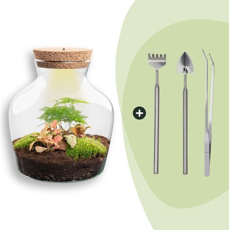 Kit Terrarium DIY avec Lumière, Écosystème Autonome, Plantes et Outils, H 21,5 cm - PANGIVO (1/2)
