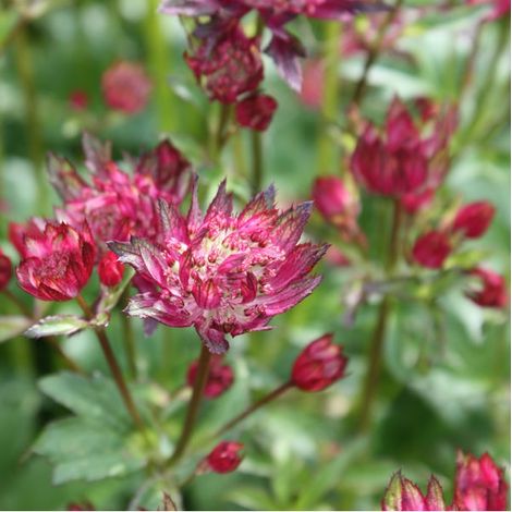 4 x Grande Astrance  - Astrantia major 'Rubra'  - godet 9x9 cm