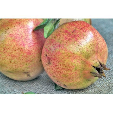 Pianta di Melograno Dente di Cavallo vaso 24cm