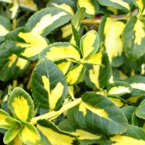 Fusain persistant  - Euonymus fortunei 'Blondy'  - 20-30 cm pot