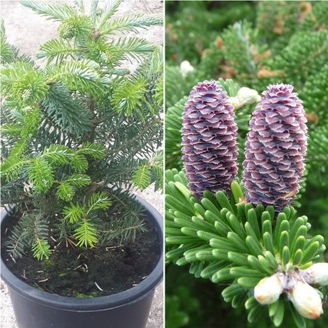 Planta de Conifera Abies Koreana. Abeto Azulado