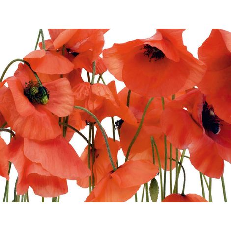 Wild poppies , photo murale intissée, 360x270 cm, 4 parties (1/3)