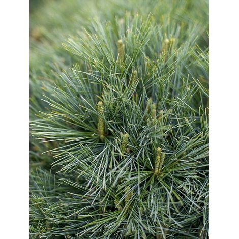 Pin Weymouth 'Blue Shag' Pot de 2L/3L (1/4)