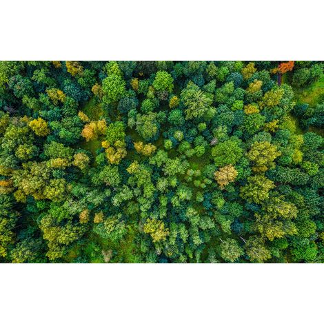 Tableau Poumon vert - 80x50cm - made in France (1/5)