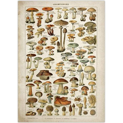 Affiche Vintage Antique imprimé Floral Art botanique éducatif Affiche Champignon Mur Art décor à la Maison (1/5)