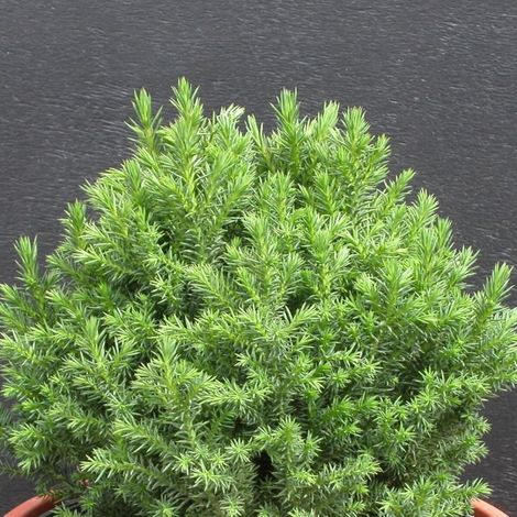Cèdre du Japon Little Champion, Cryptomeria/Pot de 3L - 10/40 cm (1/5)