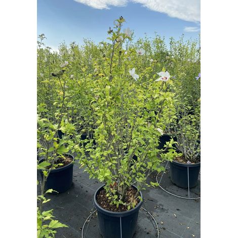Gardenaria Ibisco - Hibiscus syriacus 'Red heart' - Arbusto ornamentale da giardino - Altezza: 100/120 cm (vaso20) (1/4)